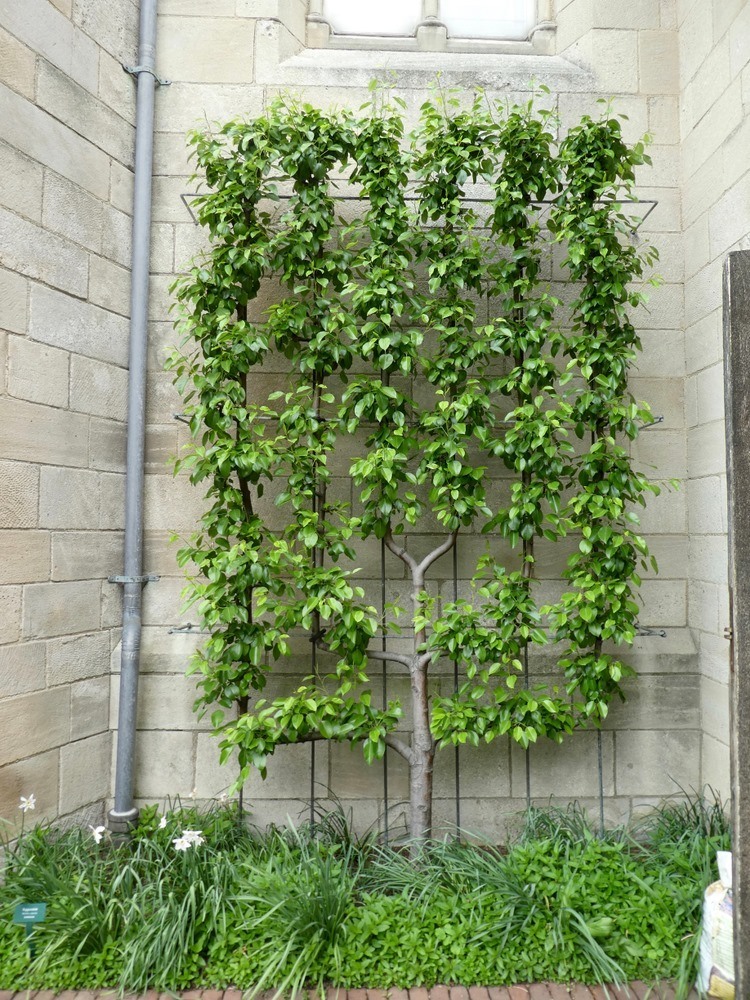 Beautiful And Functional Trellis Ideas For Climbing Plants 1658