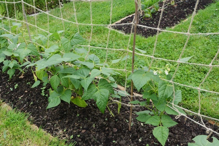 Beautiful and Functional Trellis Ideas for Climbing Plants