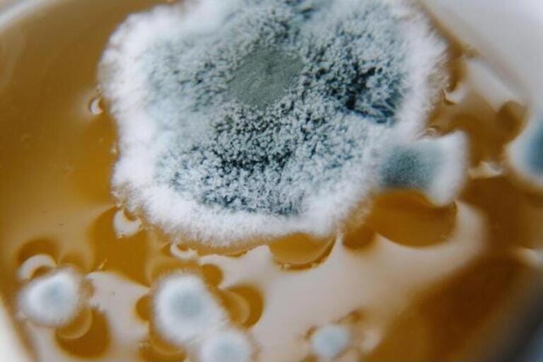 Mold In Beer Mold In Beer