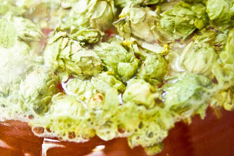 Hops floating in homebrewed Beer during Dry hopping Hops floating in homebrewed Beer during Dry hopping