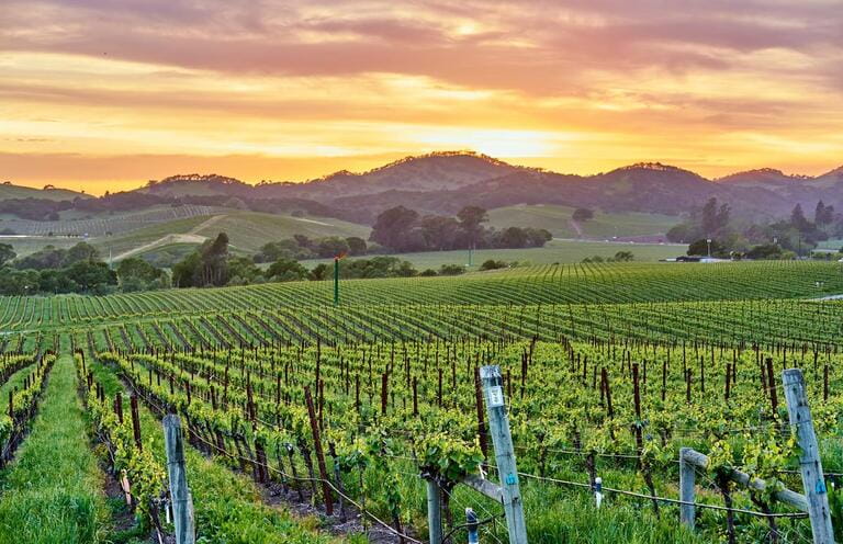 Vineyards landscape at sunset in California, USA Vineyards landscape at sunset in California, USA