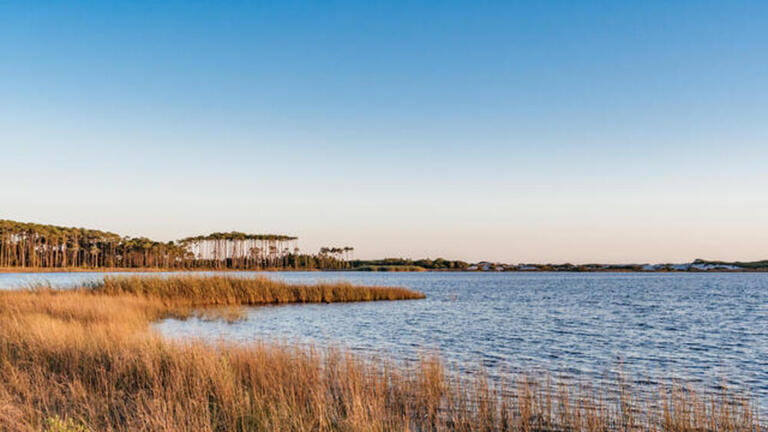 Longleaf pines on the far shore of Western Lake, a coastal dune lake in Walton County Florida, USA at Grayton Beach State Park. Longleaf pines on the far shore of Western Lake, a coastal dune lake in Walton County Florida, USA at Grayton Beach State Park.