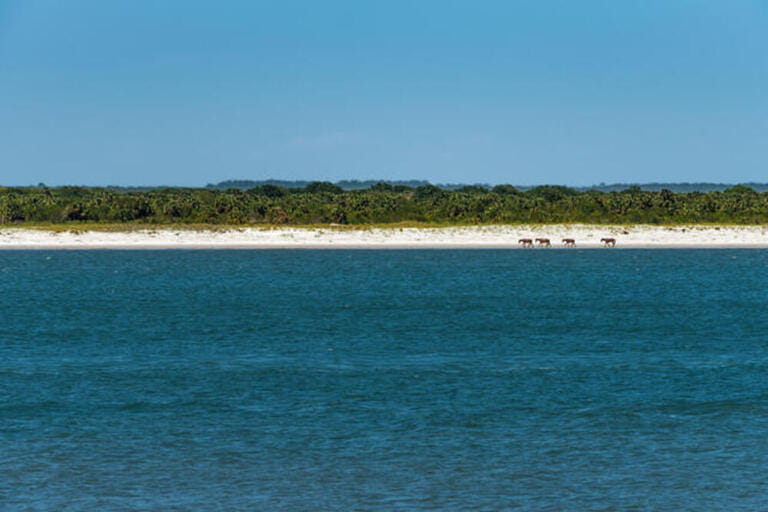 Wild horses on the beach at Cumberland Island National Seashore in St. Marys, Georgia, USA. Wild horses on the beach at Cumberland Island National Seashore in St. Marys, Georgia, USA.