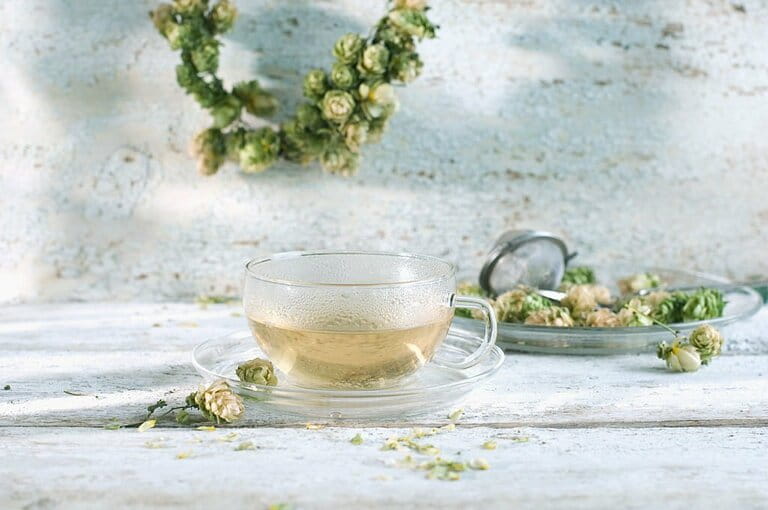 Hop tea in glass cup Hop tea in glass cup