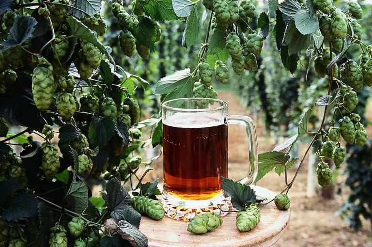 Pint of Beer with Hop Plant Pint of Beer with Hop Plant